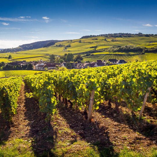 On Burgundy by Susan Keevil - Ouverture London