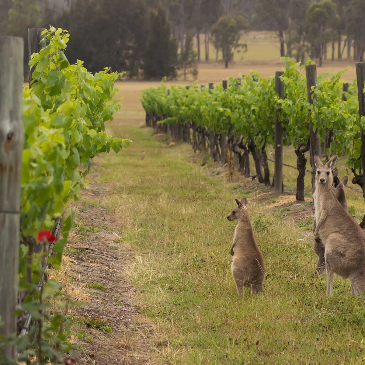Wines of Australia by Mark Davidson - Ouverture London