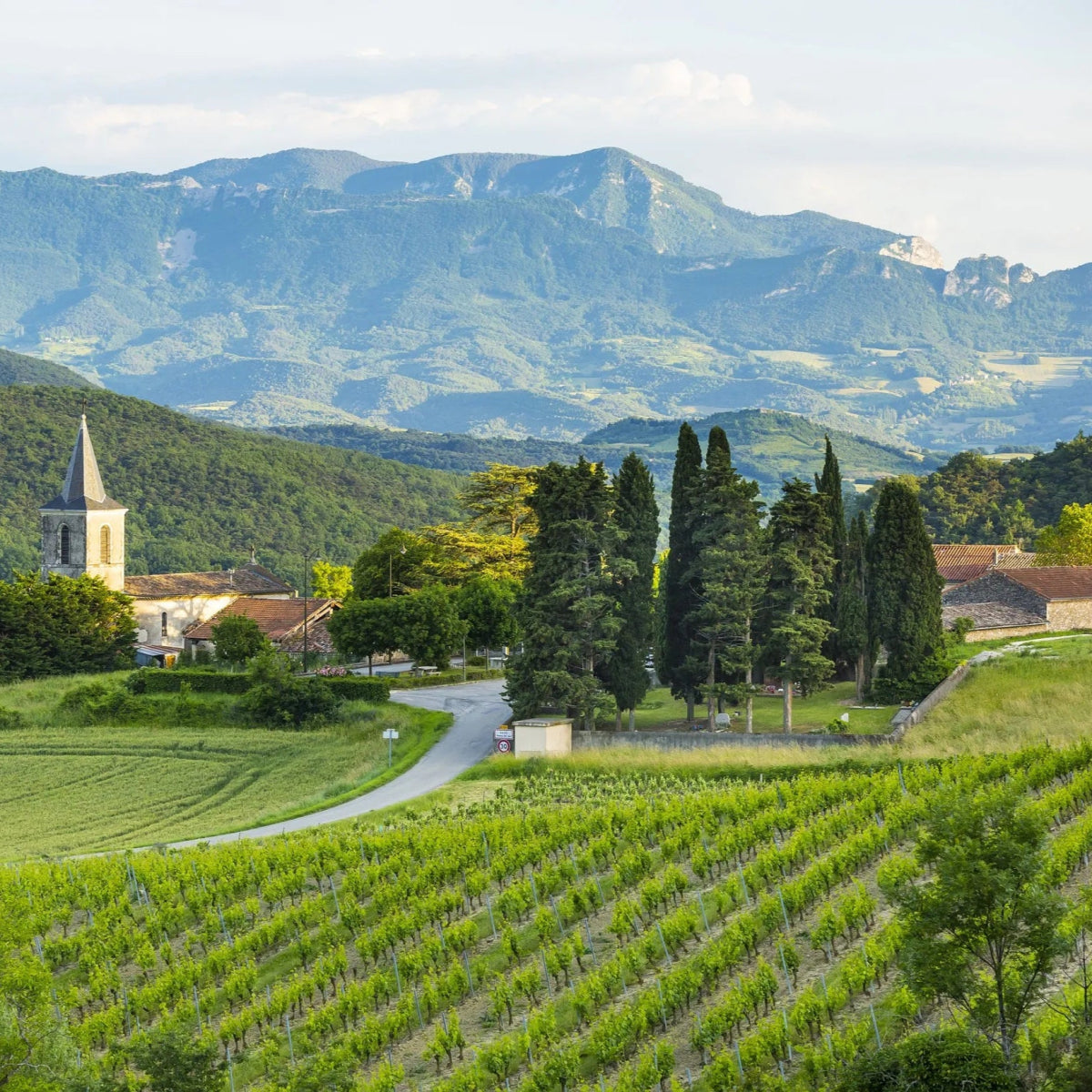 Wines of the Rhone by Matt Walls - Ouverture London